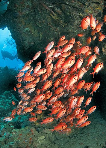 Dominica Island J79XBI DX News